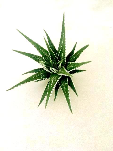 Faciata (Aloe)